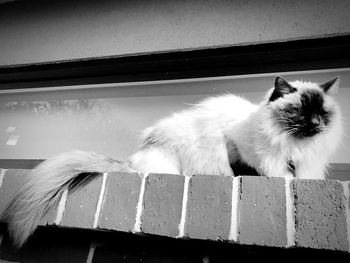 Close-up of cat looking through window