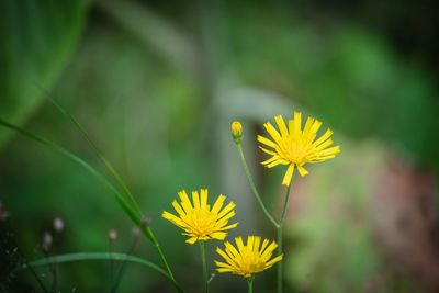 Close-up of yellow flowering plant