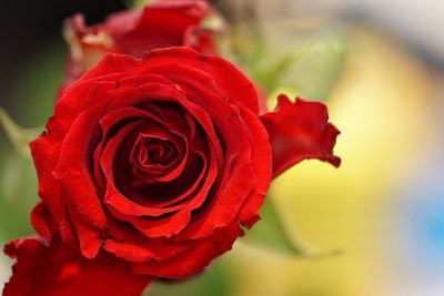 Close-up of red rose blooming outdoors