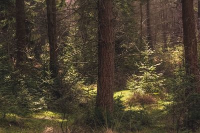 Trees in forest