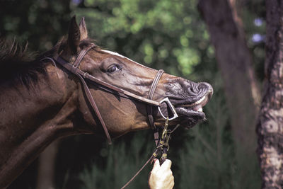 Cropped hand of man holding horse bridle