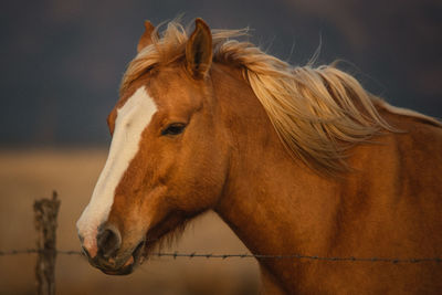 Close-up of a horse