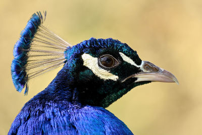 Close-up of a peacock