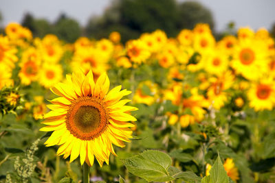 Many ripe yellow shining sunflowers on a field