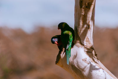 Low angle view of birds perching on tree