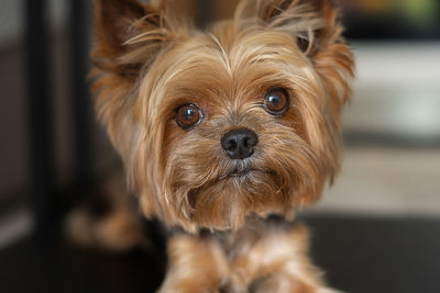 Close-up portrait of dog