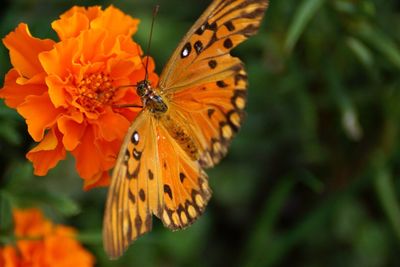 Close-up of butterfly pollinating on orange