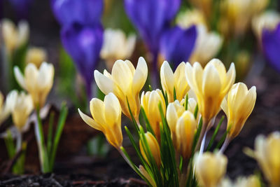 Golden crocus, crocus chrysanthus - yellow and blue crocus flowers blooming in early spring