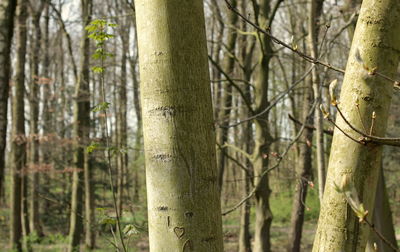 Close-up of tree trunk in forest