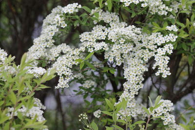 Close-up of white flowering plants