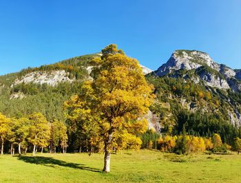 Trees on landscape against clear blue sky