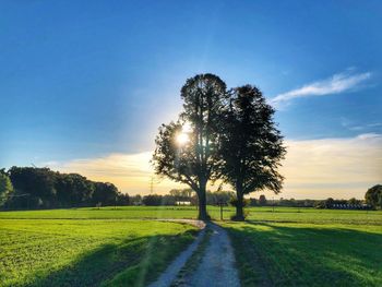 Trees on field against sky