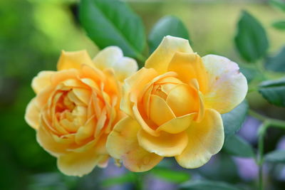 Close-up of yellow rose