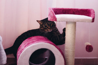 Portrait of cat sitting on pink at home