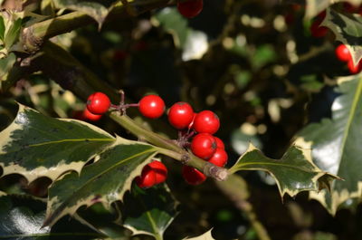 Close-up of red berries growing on tree