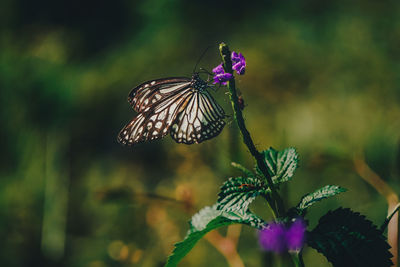 Close-up of butterfly on purple flower