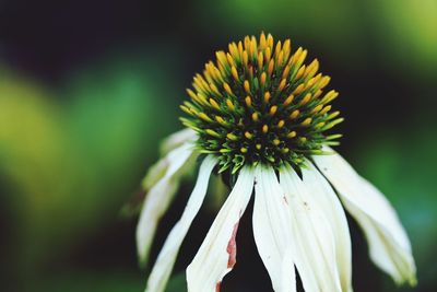 Close-up of white flowering plant