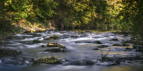 Scenic view of waterfall in forest