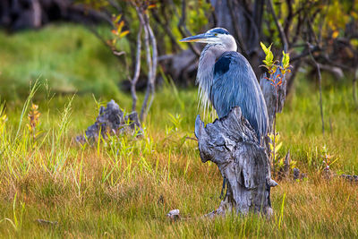 Gray heron perching on a field