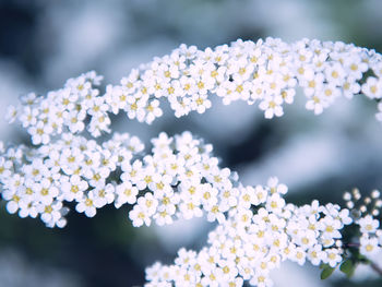 Close-up of white flowering plant