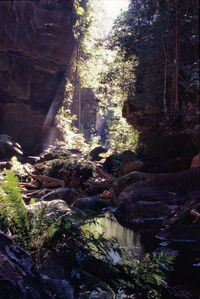 Scenic view of rocks in forest