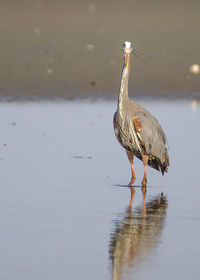 View of a bird on a lake