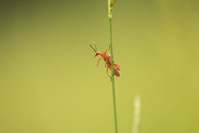 Close-up of insect on plant