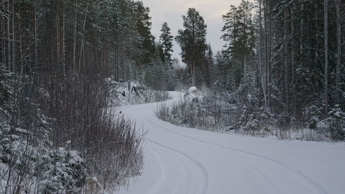 Empty road amidst trees in forest during winter