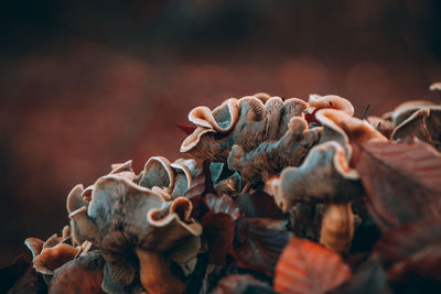 Close-up of mushrooms