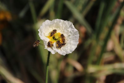 Close-up of bee pollinating on flower