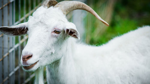 Close-up of goat