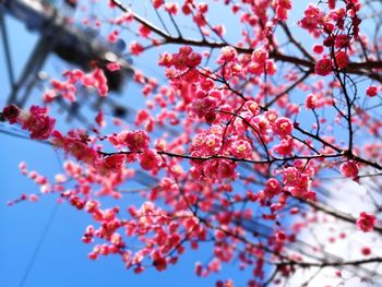 Low angle view of cherry blossoms against sky