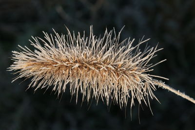 Close-up of dried plant