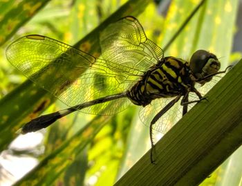 Close-up of dragonfly on leaf