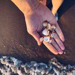 Cropped hand of person holding seashell