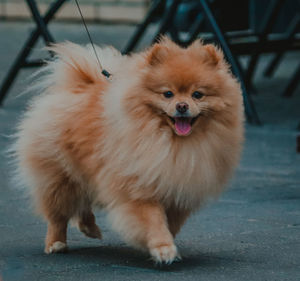 Portrait of dog sticking out tongue