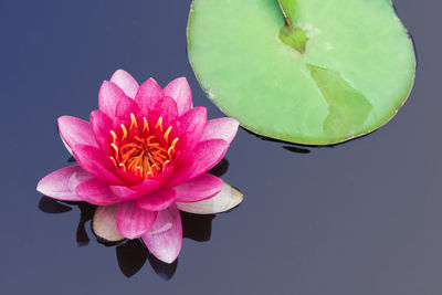 Close-up of pink lotus water lily