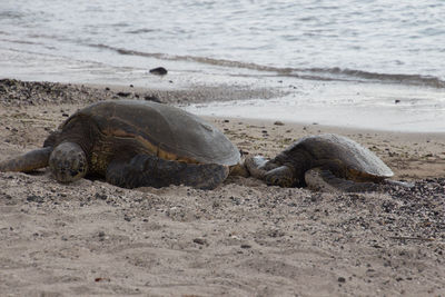 View of a turtle in the beach