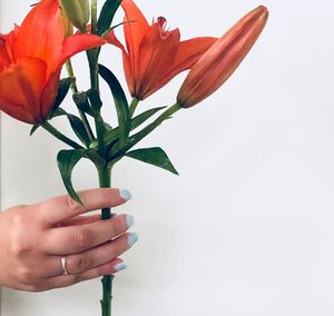 Close-up of hand holding plant against white background