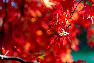 Close-up of maple leaves on tree