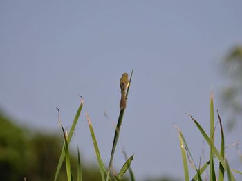 Close-up of a plant against clear sky