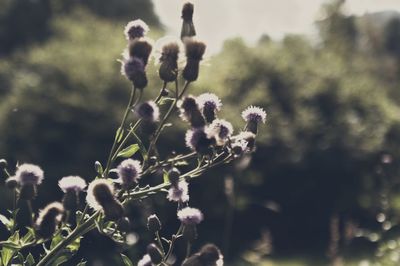 Close-up of plant