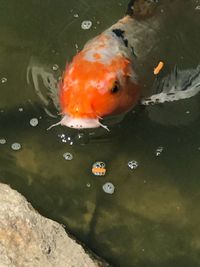 High angle view of koi fish in water