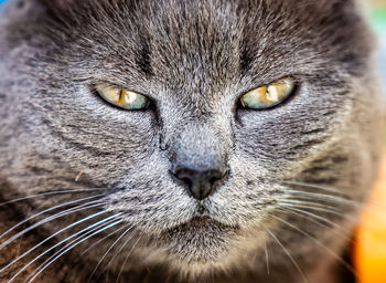 Close-up portrait of a cat