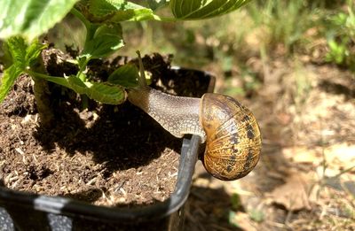 Close-up of snail