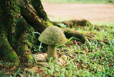 Close-up of mushroom on field