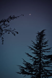 Low angle view of silhouette tree against sky at night