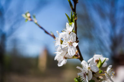 Close-up of white apple-tree blossom tree