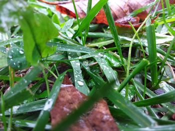 Close-up of wet plant leaves