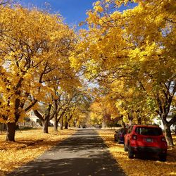 Road amidst autumn trees against sky